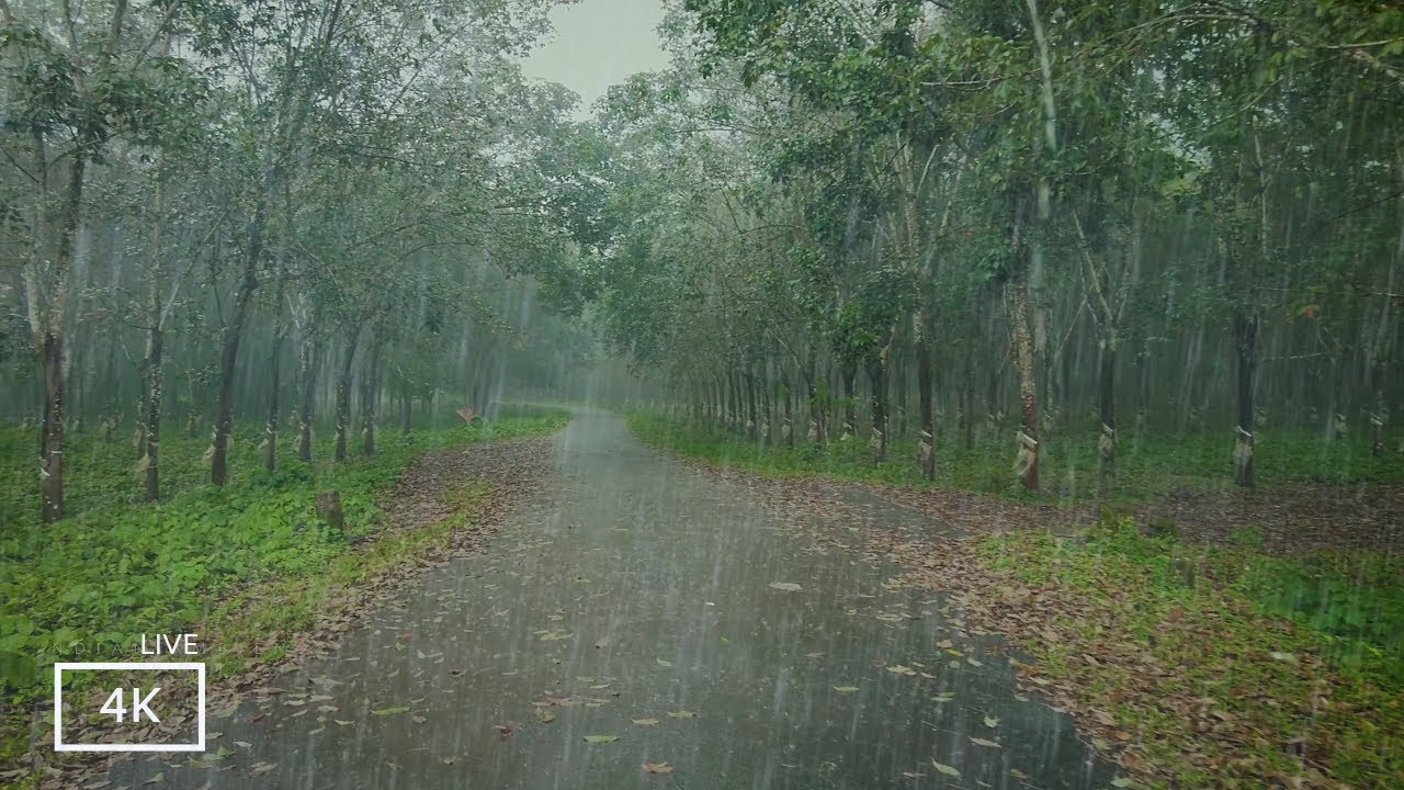 Walking in the Rain | Sleep Instantly with the Sound of Heavy Rain | 4K ASMR Rain Walks Compilation