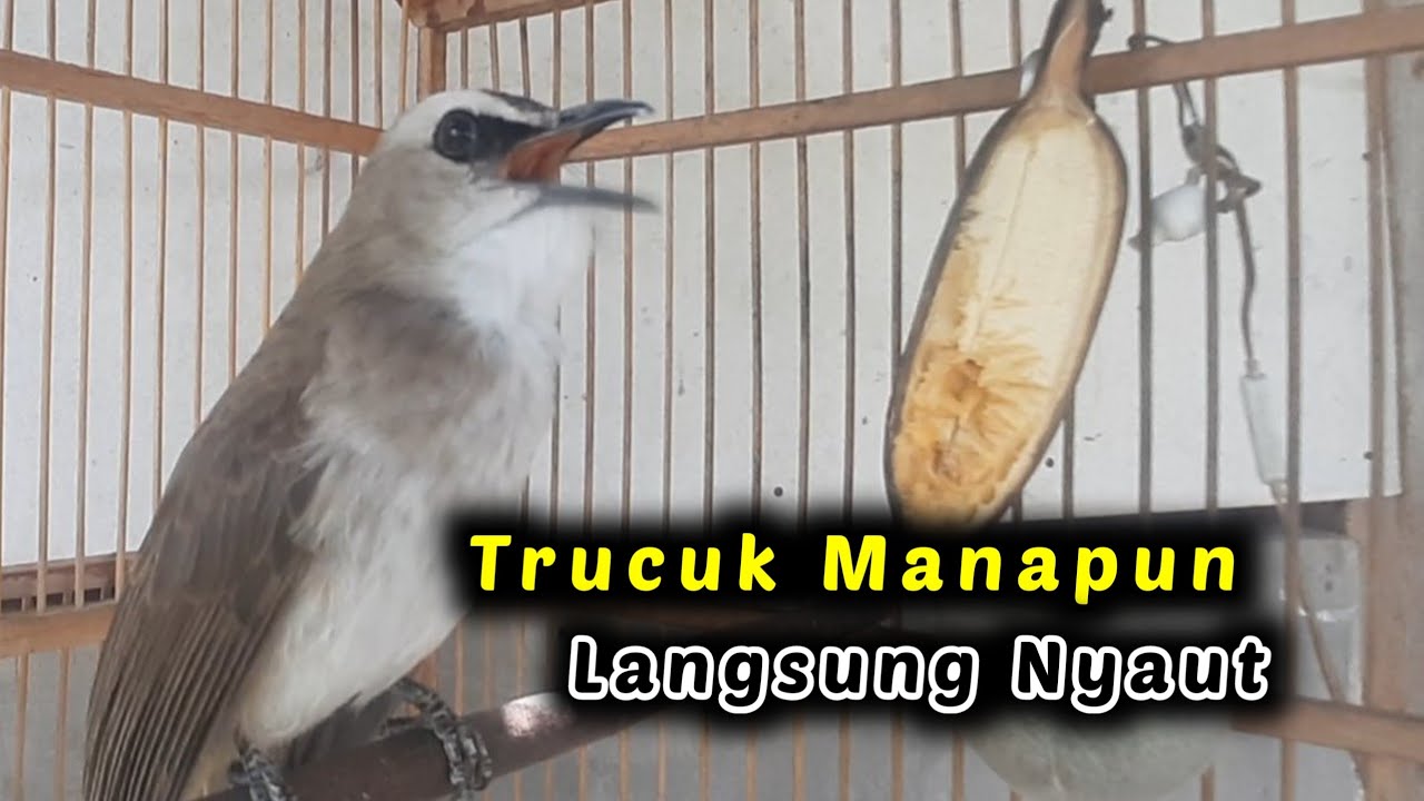 Pancingan trucuk ombyok bisu langsung bunyi