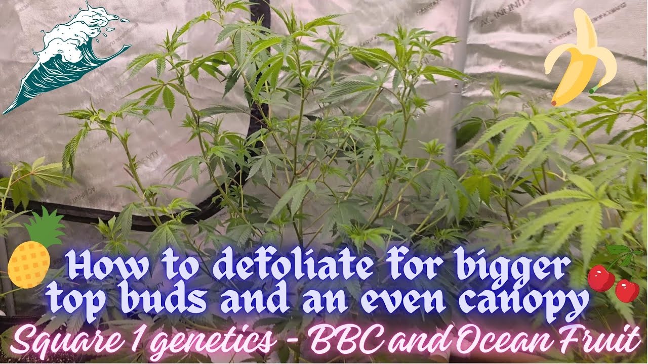 Square 1 Genetics - 🍌 BBC & Ocean Fruit 🌊 - How to defoliate for bigger top buds and an even canopy