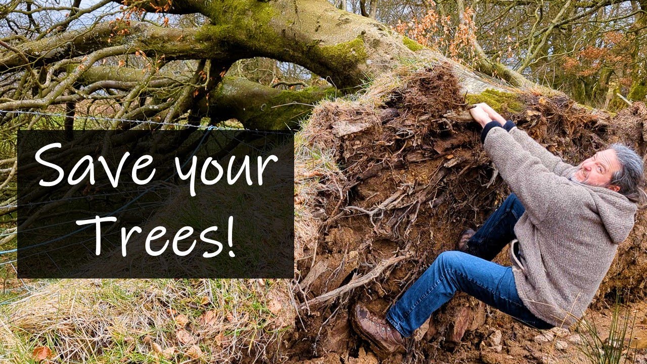 Shelterbelt Secrets: How to protect your trees!