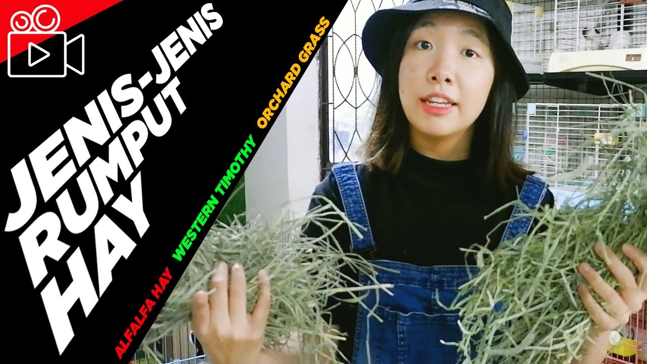JENIS-JENIS RUMPUT HAY JERAMI | MAKANAN UTAMA SMALL ANIMALS