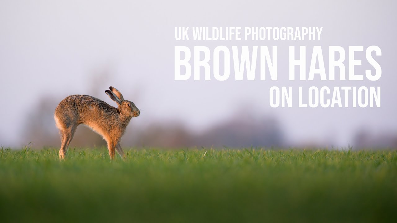 Springtime Wildlife Photography, on location with Brown hares in the UK