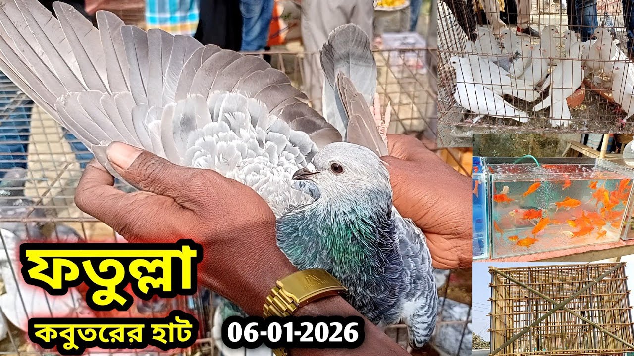 06-01-2026 ফতুল্লা কবুতরের হাট | কম দামে কবুতর | কবুতরের হাট | বাঘা কবুতর | Pigeon | kobutor | কবুতর