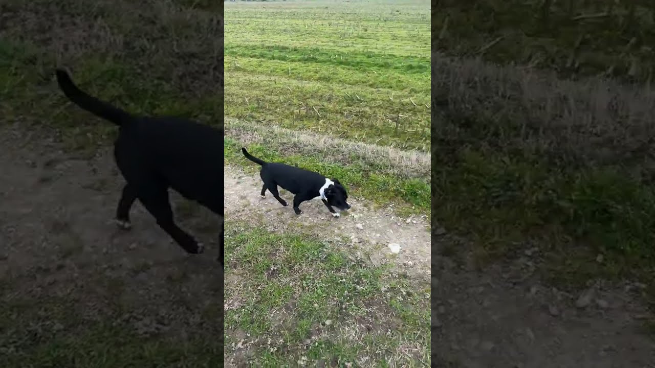 Staffordshire bull terrirer e Mountain bike