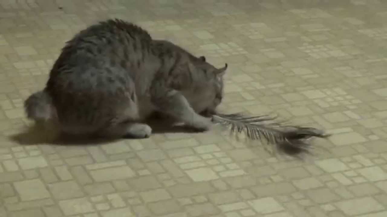 Highlander cat playing