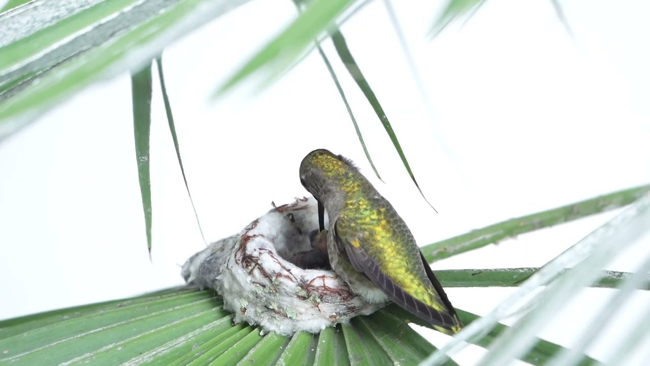 Christina Hummingbird Feeding her Babies (3 and 4 Days Old)
