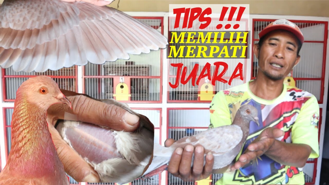 CARA MEMILIH MERPATI JUARA MENURUT HONDA TEAM