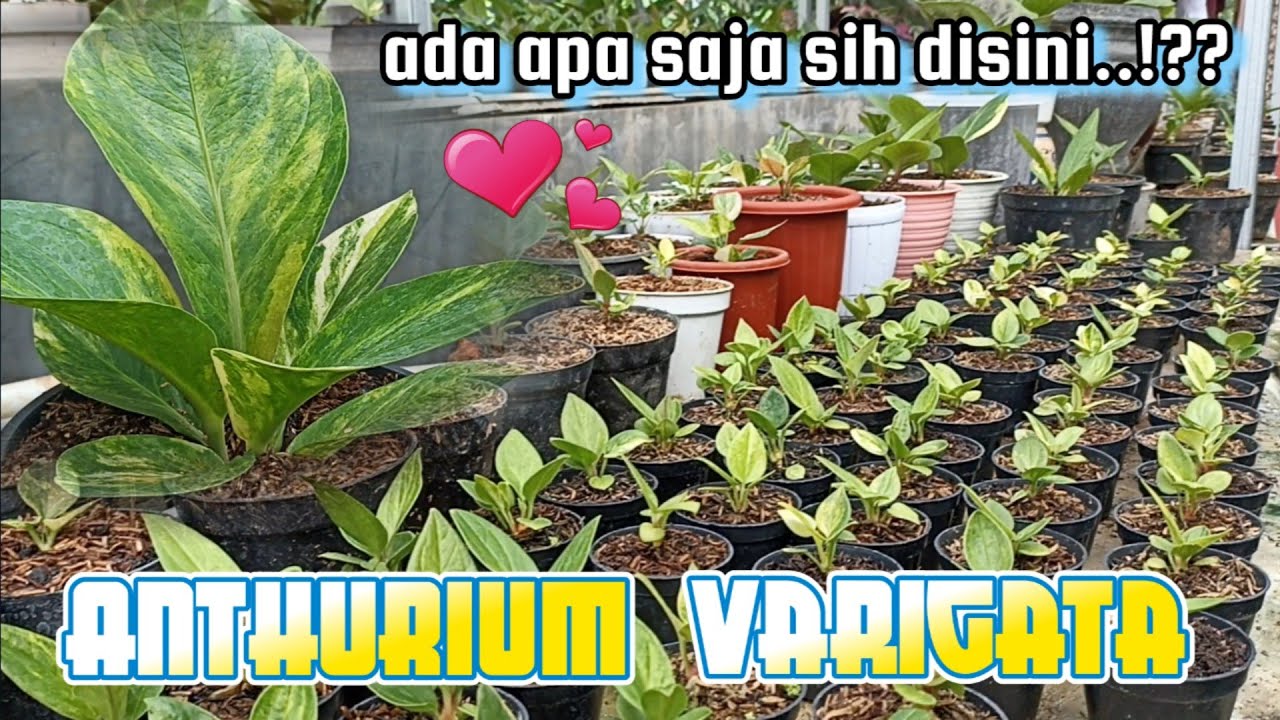 Cek ANTHURIUM VARIGATA di kandang atas ❤ |  JEMANI VARIGATA dan HOOKERI VARIGATA