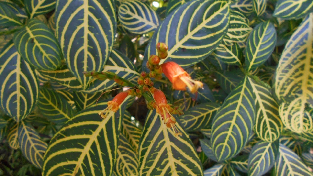 Sanchezia Speciosa// Sanchezia// Cachimbo amarillo// Dedos de Fuego ♥
