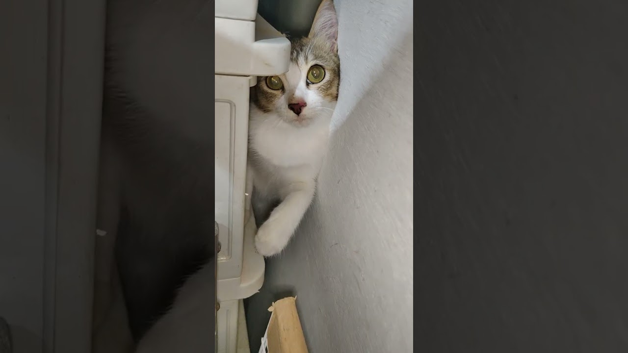 Kucing lagi main
