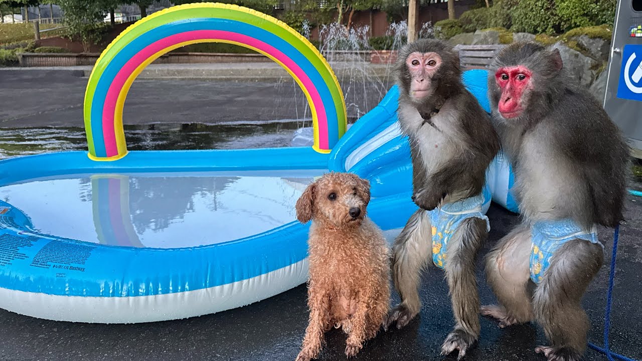 犬と猿を一緒に水遊びさせたらはしゃぎまくって人間みたいだった！