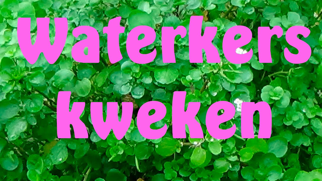 Waterkers kweken