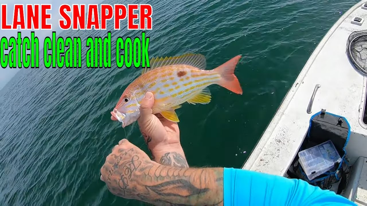 Whole Baked Lane Snapper Catch Clean and Cook