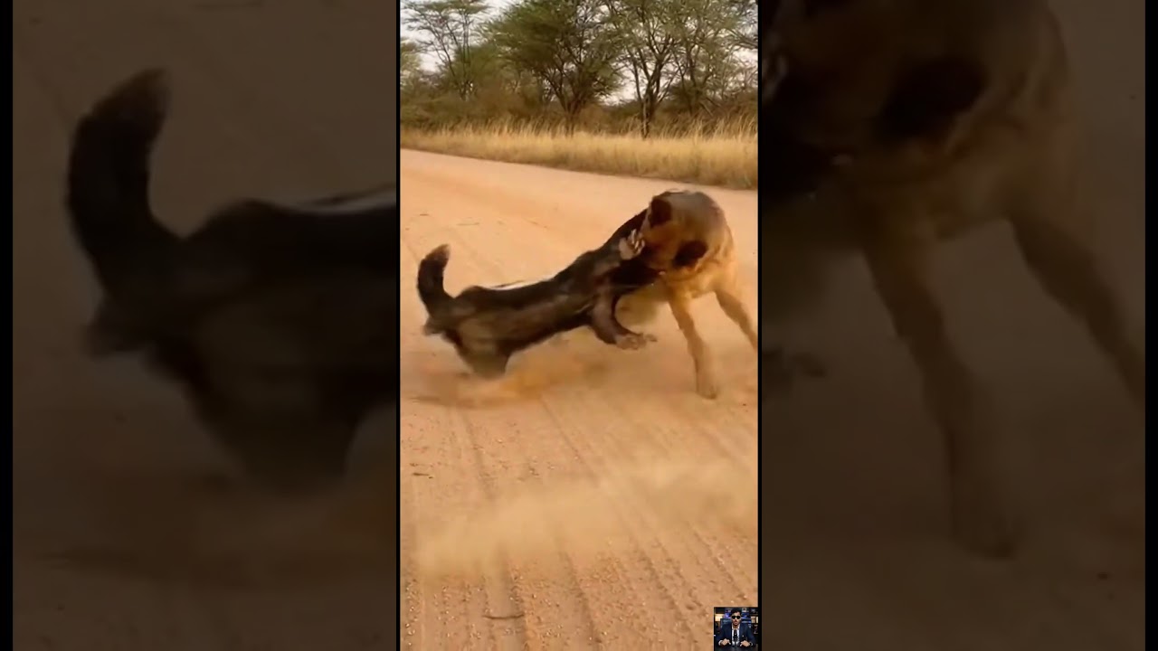 Brave Dog Faces a Fearless Badger! 🐕🦡🔥  #animalbehavior #wildlife #shorts