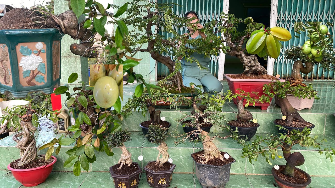 Trung Hiếu 17/1 dọn vườn ăn Tết - Lô Cây Cảnh, Hoa Kiểng, Bonsai Ăn Trái đa dạng chủng loại
