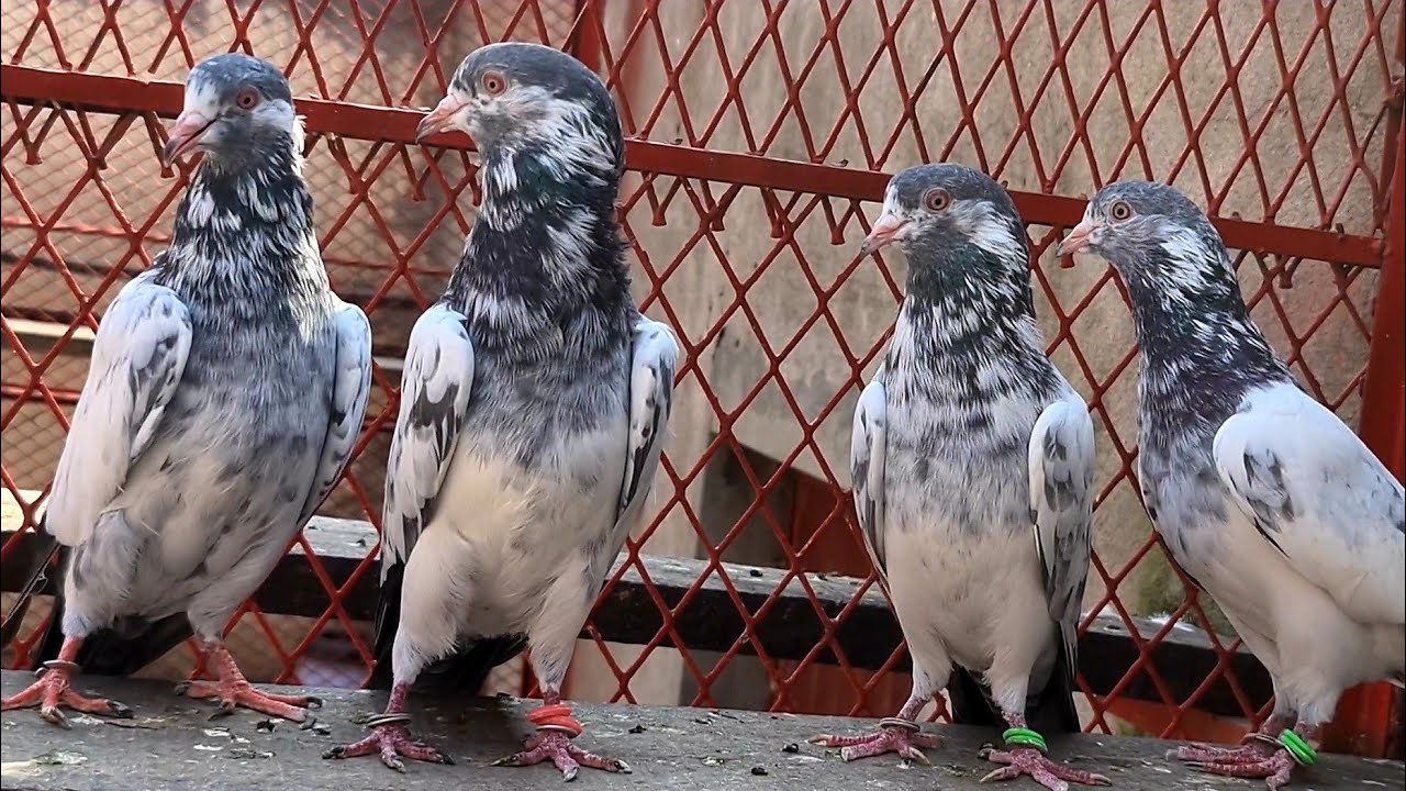 Prince kamagar Kabootar | Prince Kamagar Pigeon | Beautiful Pigeons