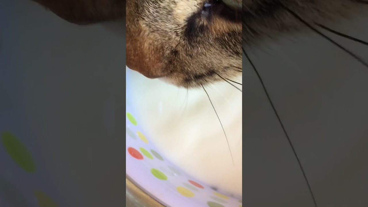 ASMR de mon chat qui boit du lait😋