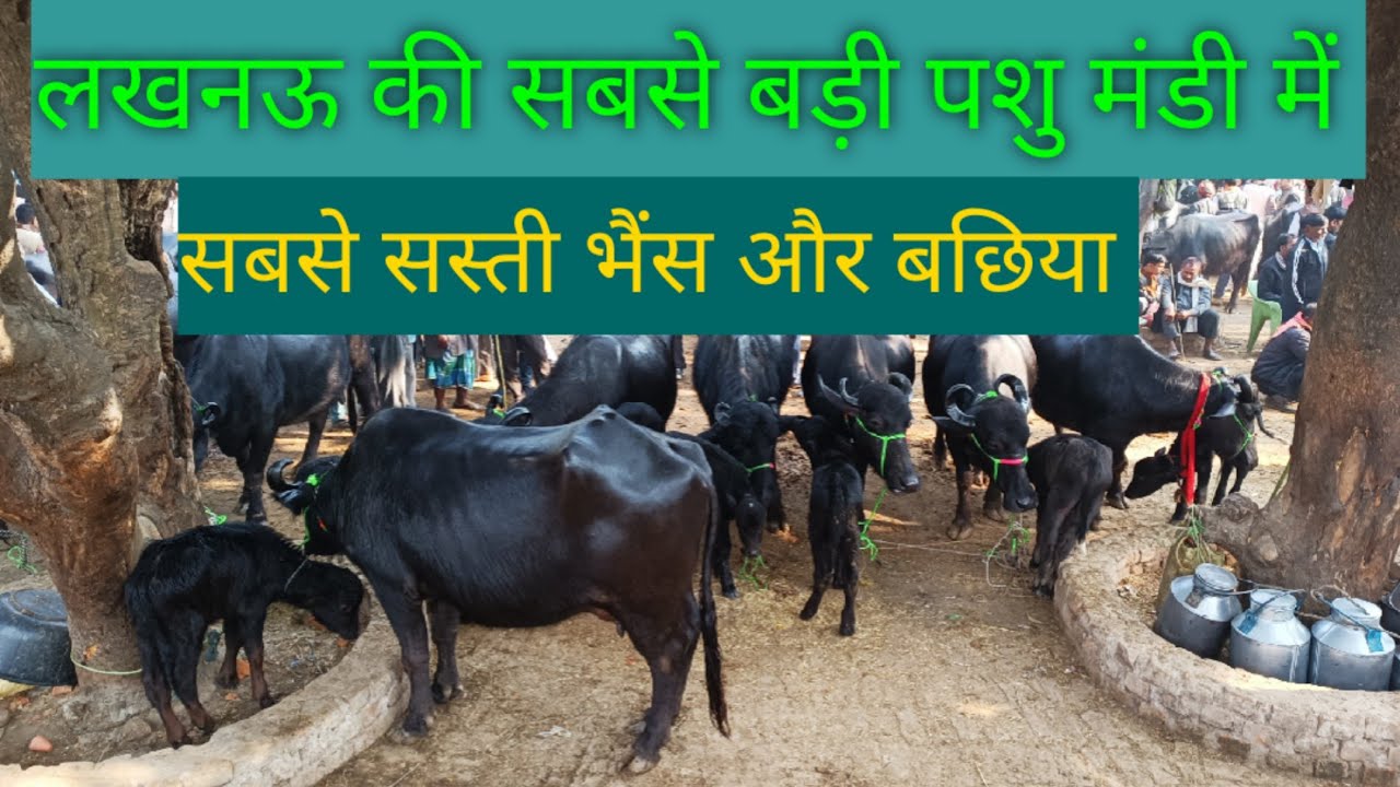 लखनऊ की सबसे बड़ी पशु मंडी में....सबसे सस्ती भैंस और बछिया का बाजार....