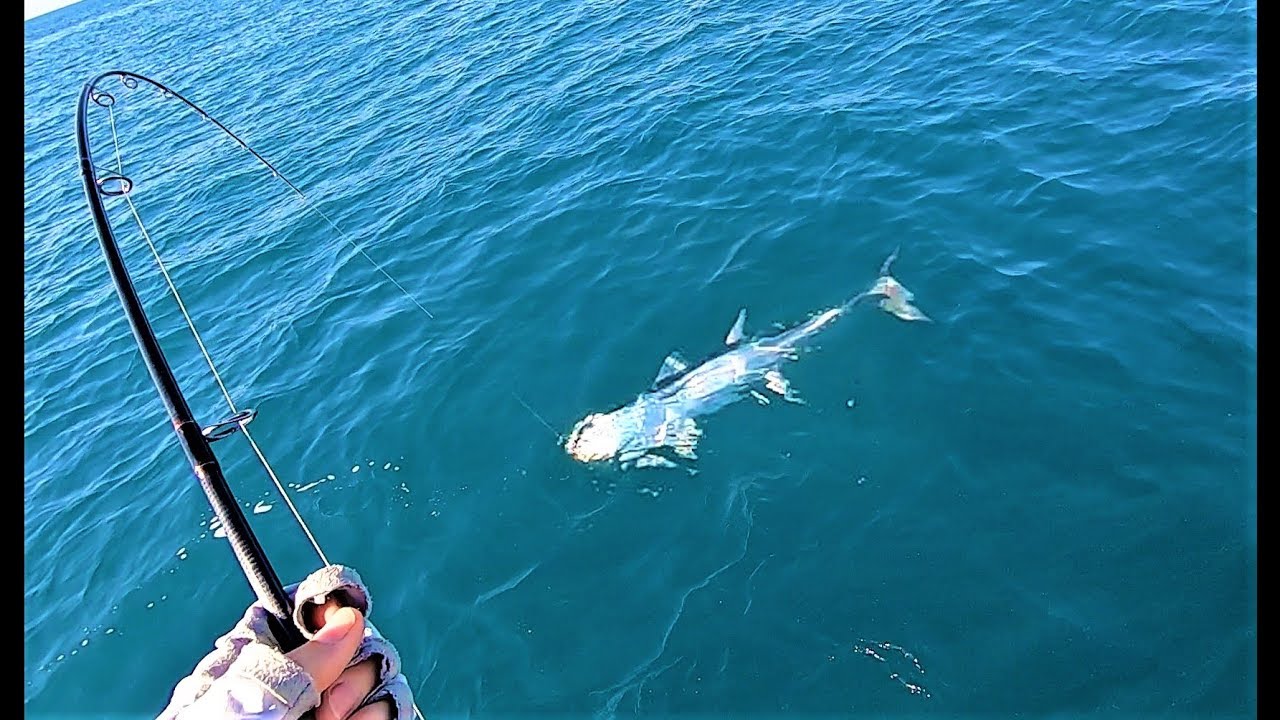 Bay tuna | Catch and Cook...sort of