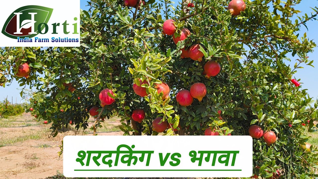 #शरदकिंग_डाळिंब लागवड माहिती | #शरदकिंग व भगवा मधील फरक #Sharad_king  #शरदकिंग_डाळिंब #Hortiindia