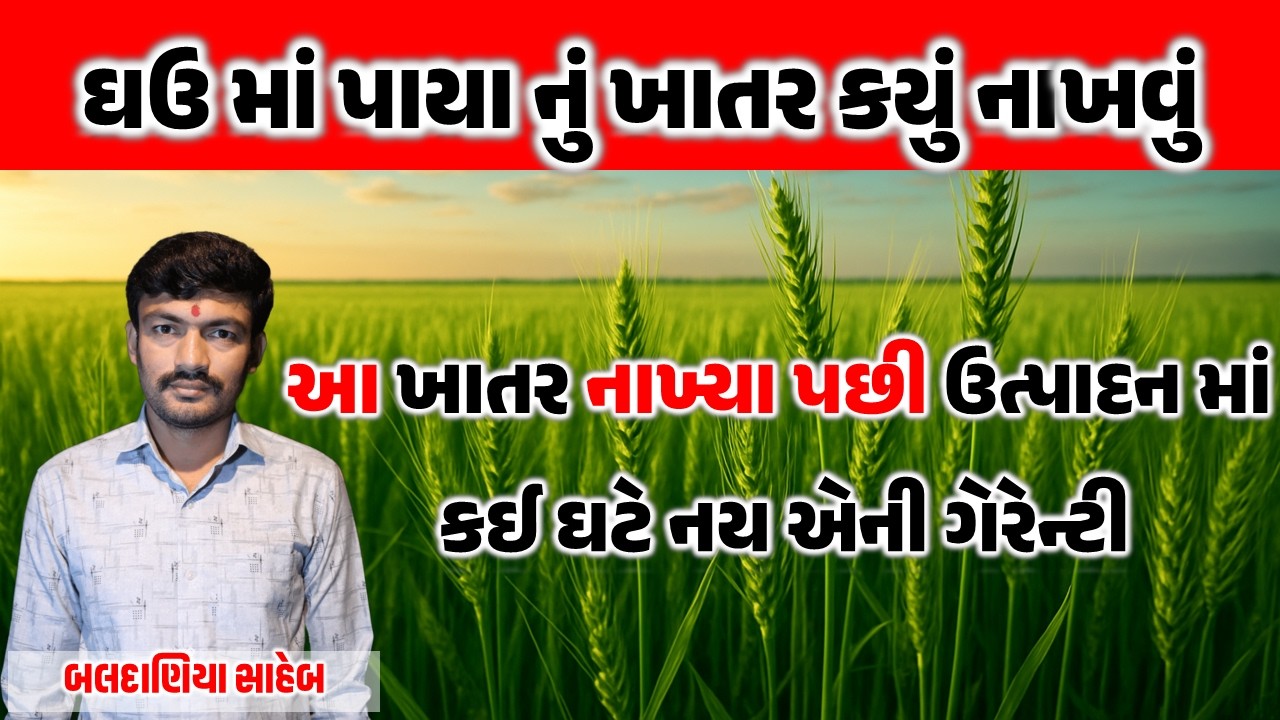 ઘઉ માં પાયા માં નાખો આ ખાતર પછી એની કમાલ જુવો @MANISHBALDANIYA