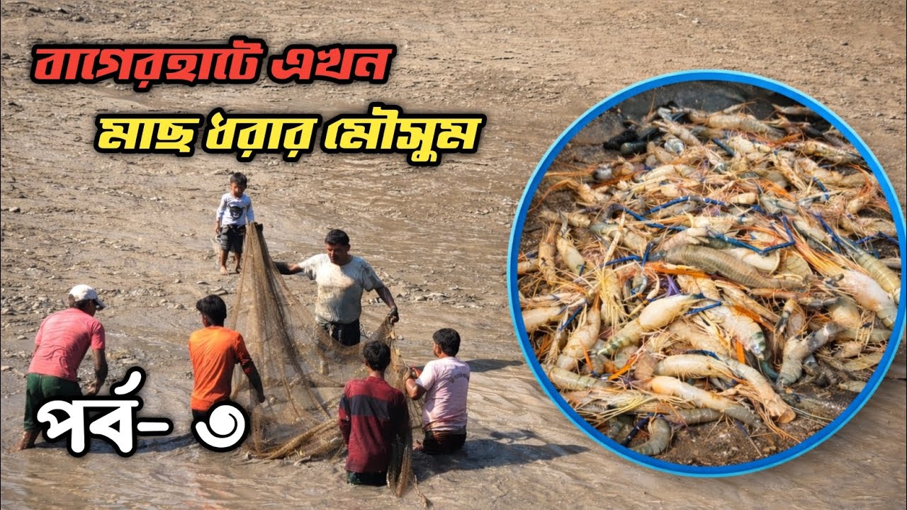 বাগেরহাটে এখন মাছ ধরা মৌসুম | জালে জালে চিংড়ি | পর্ব-৩ #viralvideo #farming #fishing  