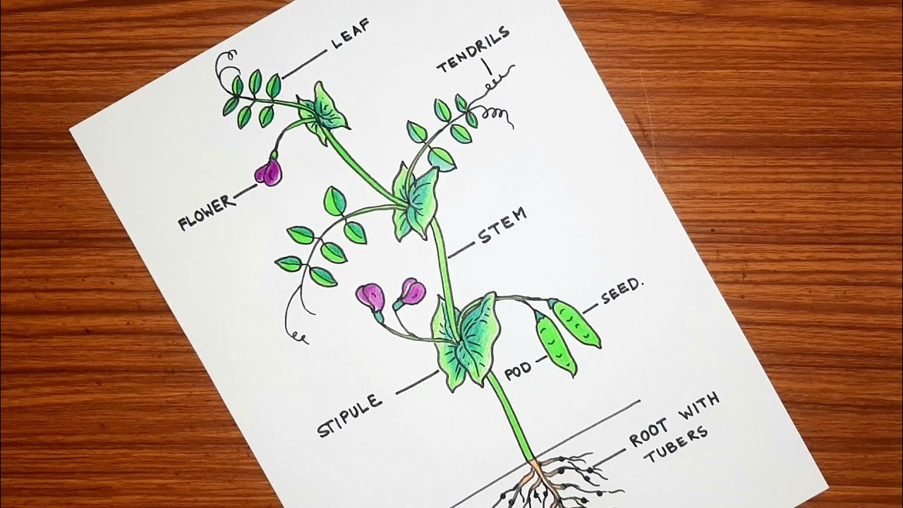 How to draw Pea plant step by step | Pea plant diagram project drawing | Climber plant drawing |