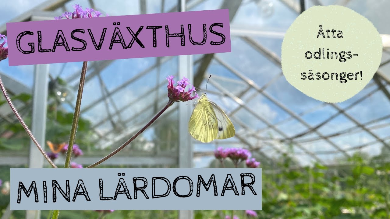 Vad har jag lärt mig efter att ha odlat i åtta säsonger i glasväxthus? Odlingsfrågor och lärdomar