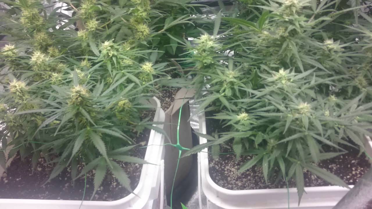 Day 62 on the auto flower.
