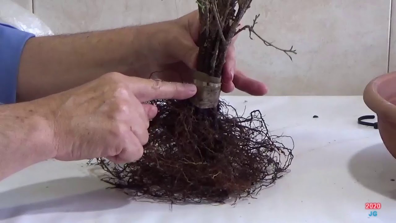 FICUS RETUSA  2ª parte 2020  Deshojado y trasplante  Multiesquejes a fusión de tronco