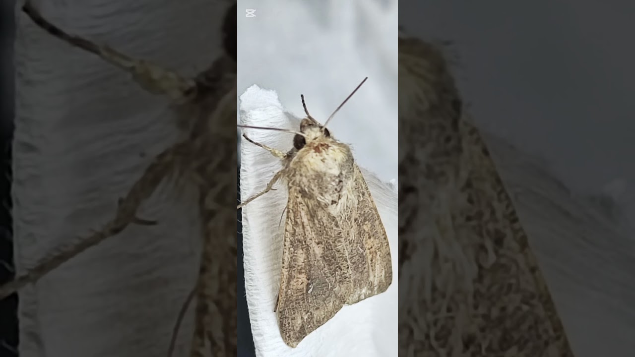 Mythimna separata???