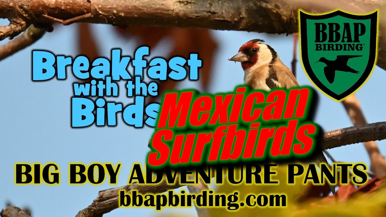 Ringy Goes Birding: Mexican Surfbirds (E7)