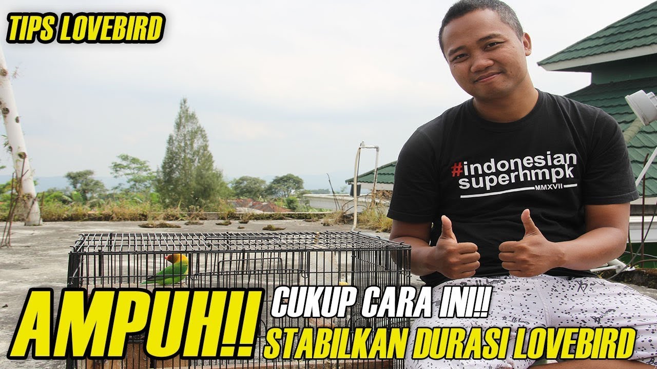 TIPS LOVEBIRD : AMPUH!!! Cukup CARA INI Stabilkan DURASI LOVEBIRD