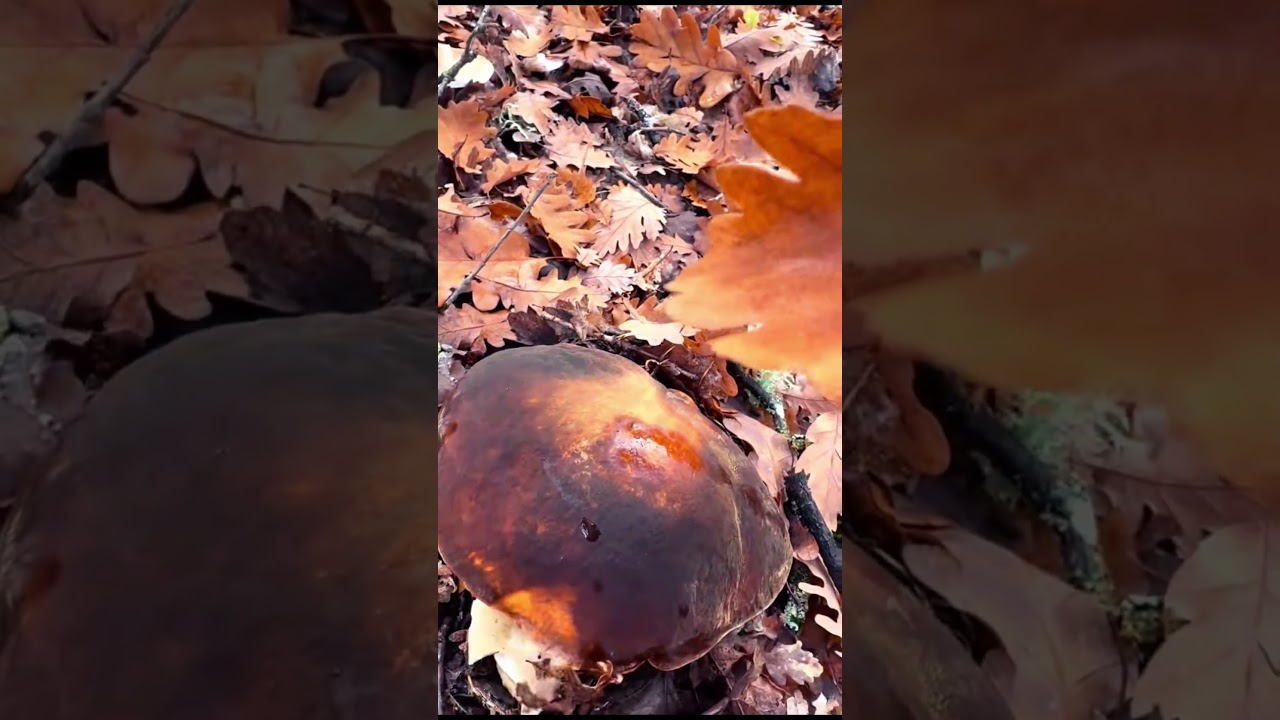 ❤️🍄&zwj;🟫🍄&zwj;🟫🍄&zwj;🟫❤️#mushroom #грибочки #grzyby #fungi #nature #porcini #pilze #грибы