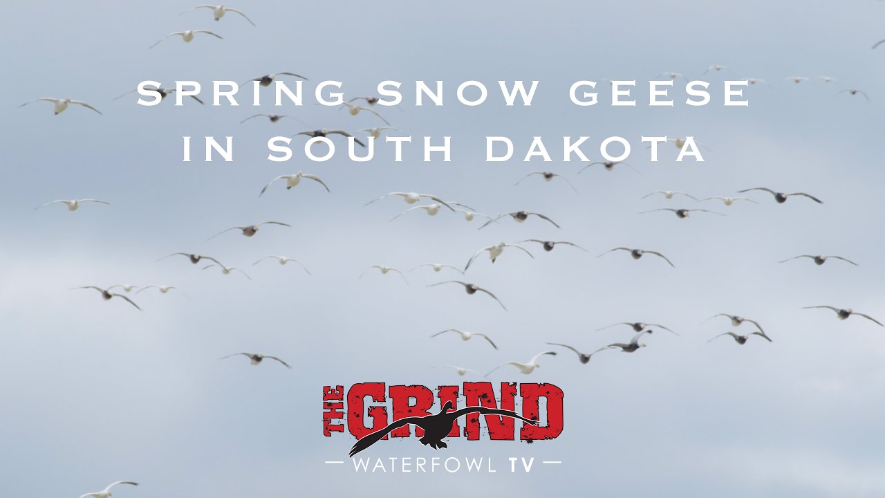 Spring Snow Geese in South Dakota | The Grind S9:E14