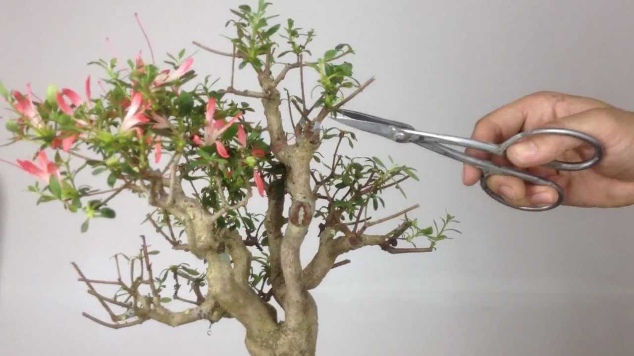 Satsuki Azalea Bonsai 