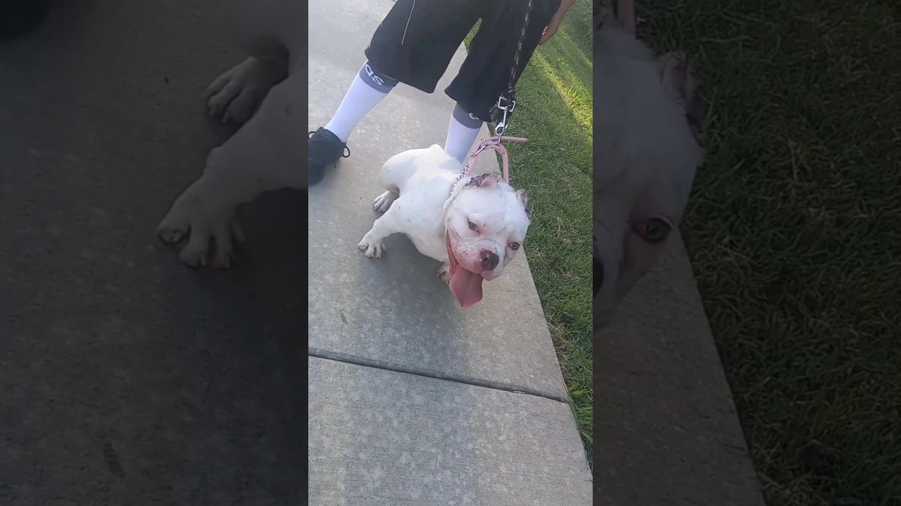 MonsterTransformation🧬 #bully #criadero #breeding #micro #monster #microbully #americanbully #world