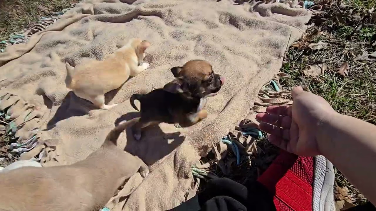 Jan 2026 3 litters first time outside