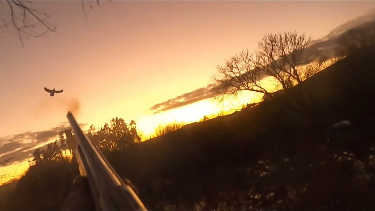 Duck Shooting Waikato NZ 2025
