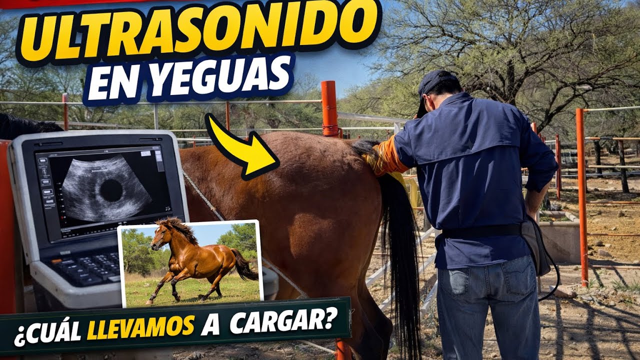 Ultrasonido en yeguas: ¿cuál llevamos a cargar? 