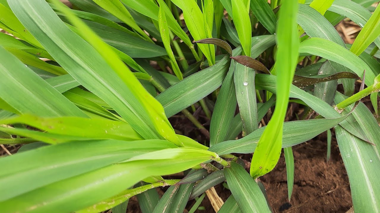 MOMBAÇA CAPIM QUE AGUENTA A SECA DO SEMIÁRIDO