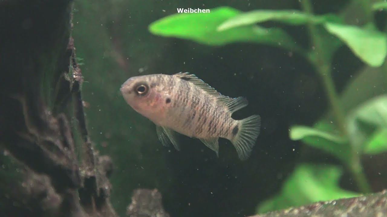 Blaubarsch, Badis badis