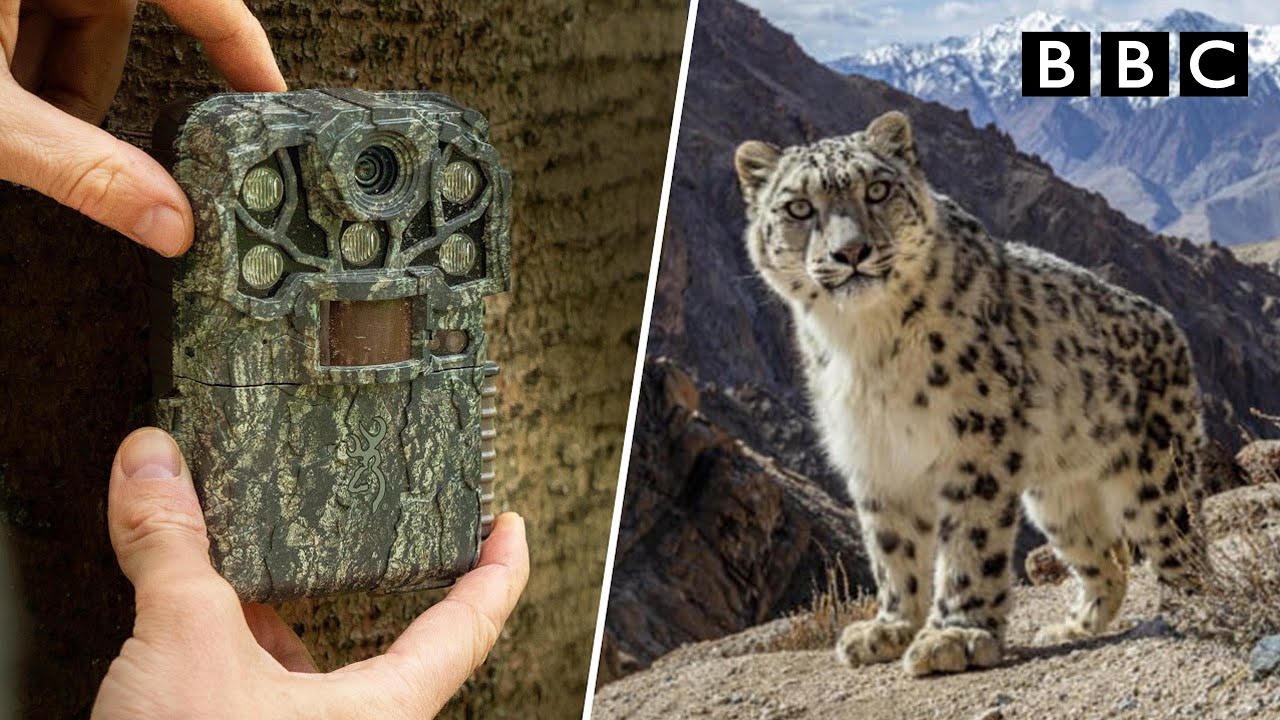 How Wildlife Filmmakers Really Use Camera Traps