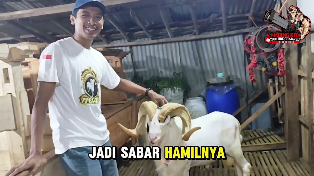 TITISAN DOMBA LEGEND ARIL KUMPUL DISINI