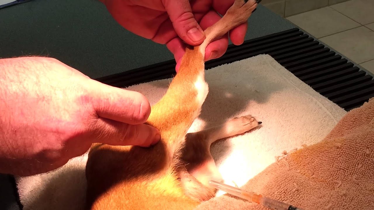 Quadriceps Intramuscular Injection Technique for Dogs and Cats to AVOID PARALYSIS