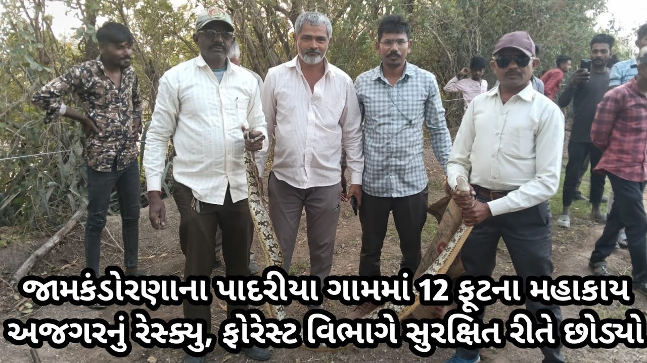 જામકંડોરણાના પાદરીયા ગામમાં 12 ફૂટના મહાકાય અજગરનું રેસ્ક્યુ, ફોરેસ્ટ વિભાગે સુરક્ષિત રીતે છોડ્યો