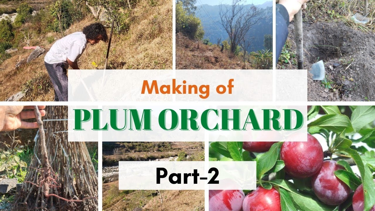 Plum plantation🌱 Making of plum orchard (part-2) #plum 