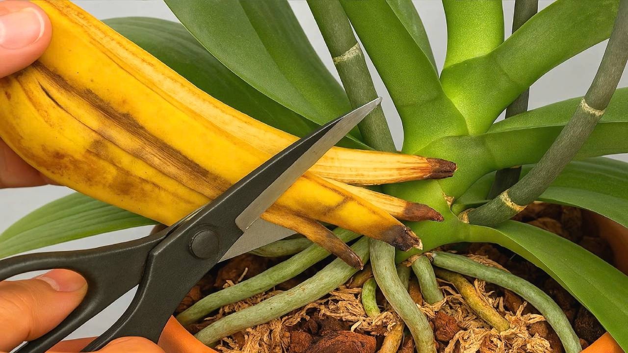 Absolute Treasure for ORCHIDS! Use It Just Once a Month, and Even the Weakest Plants Will Bloom!