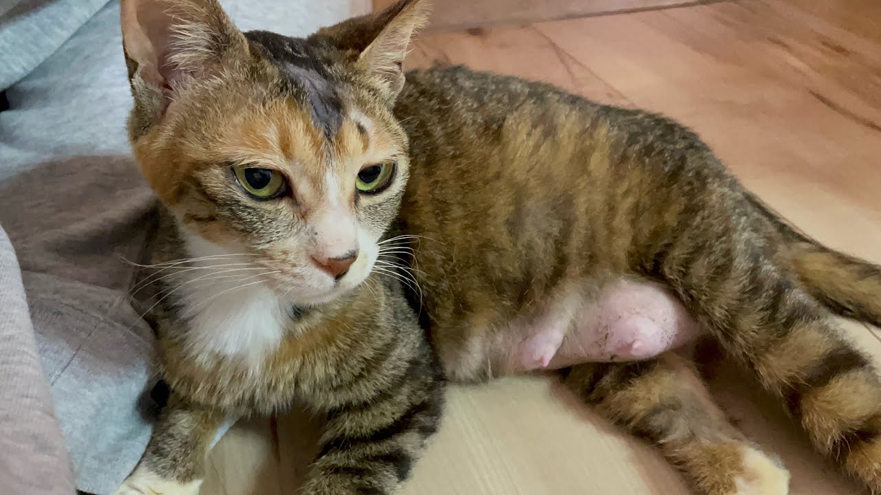 こつぶにご飯＆授乳＆かのみくご飯たべる配信【黒猫かのみく】