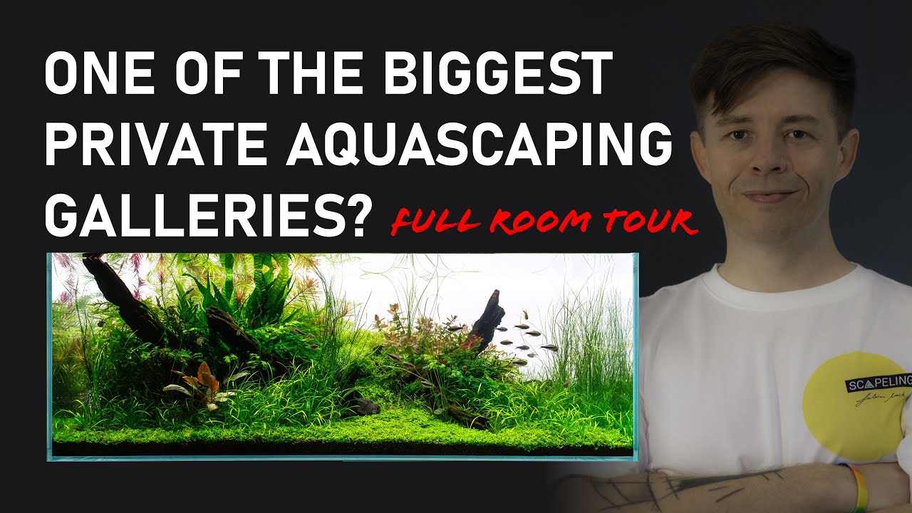5 Aquariums, 6 WabiKusa - Full Room Tour in one of the biggest private Aquascaping Galleries.